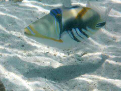 Image of Lagoon triggerfish