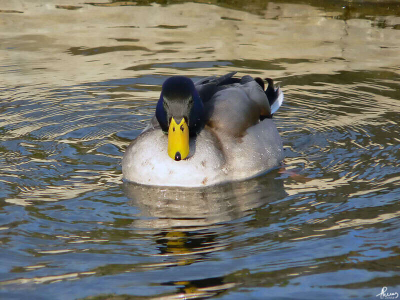 Image de Canard colvert