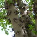 Gleditsia macracantha Desf. resmi