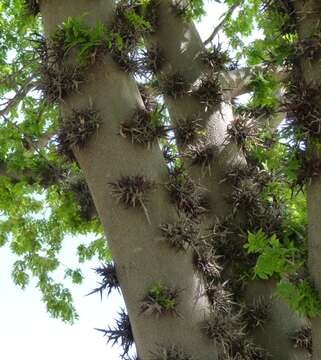 Gleditsia macracantha Desf. resmi