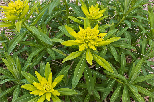 Image of Hairy Spurge