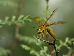 Image de Perithemis Hagen 1861