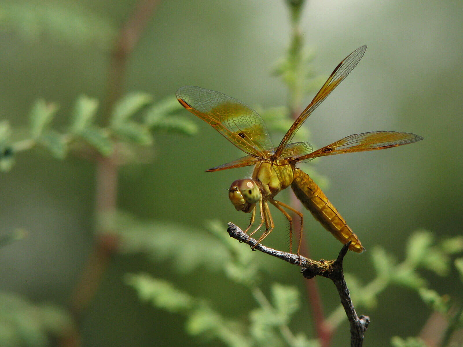 Image of Amberwings