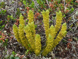 Image of clubmoss