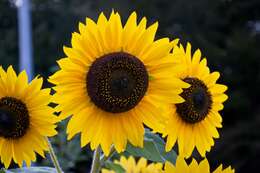 Image of sunflowers