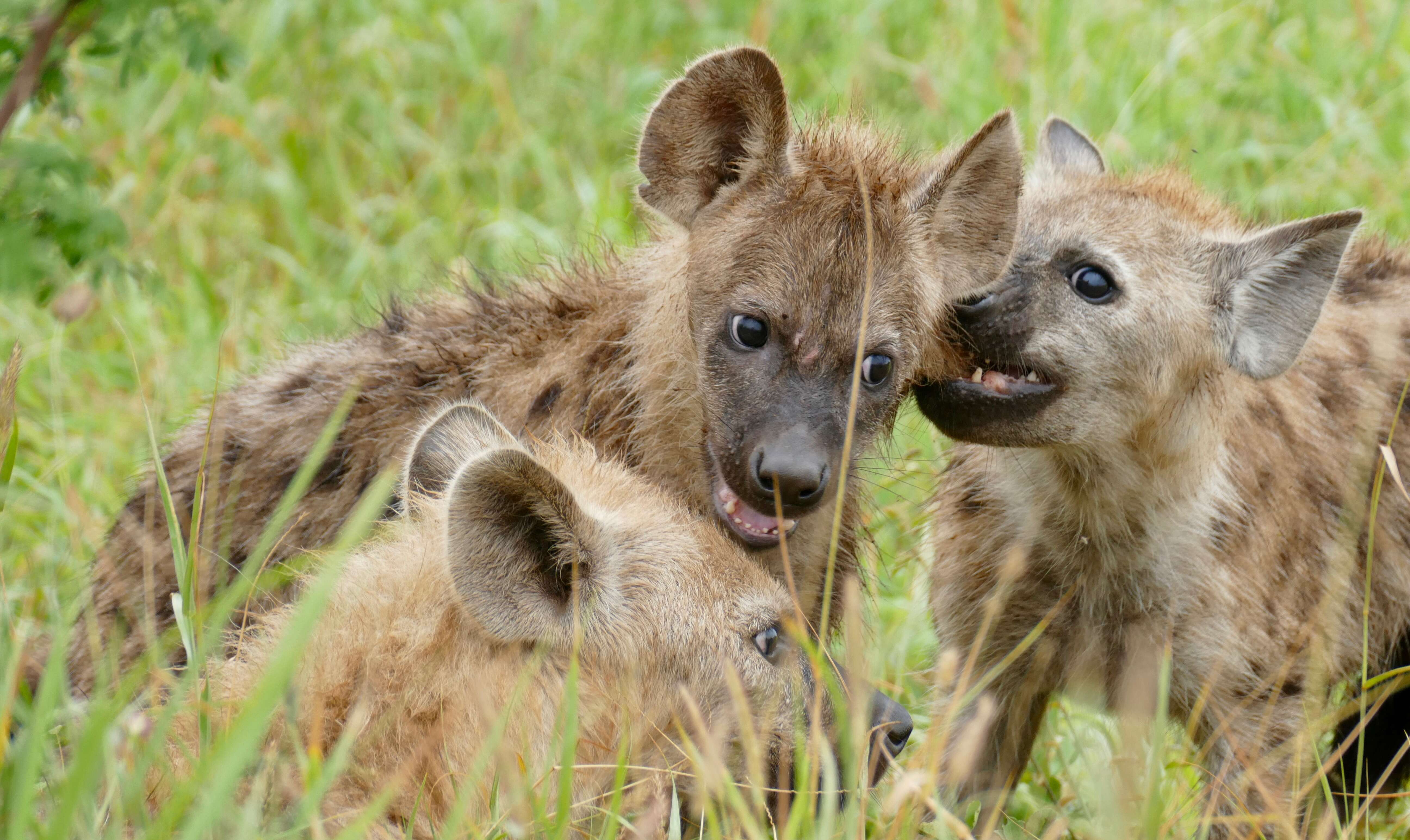 Image of Spotted Hyaenas