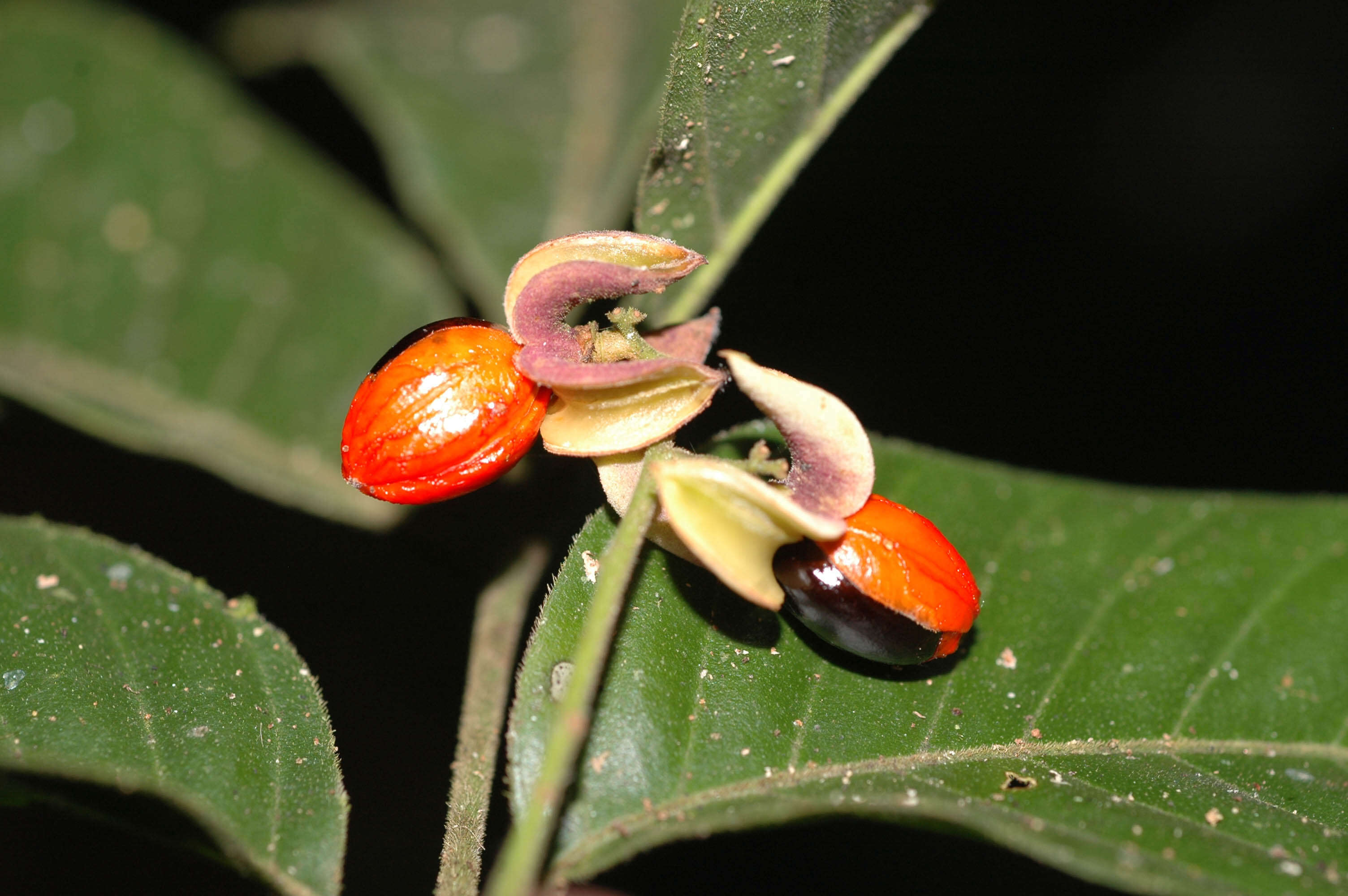 Trichilia elegans A. Juss.的圖片