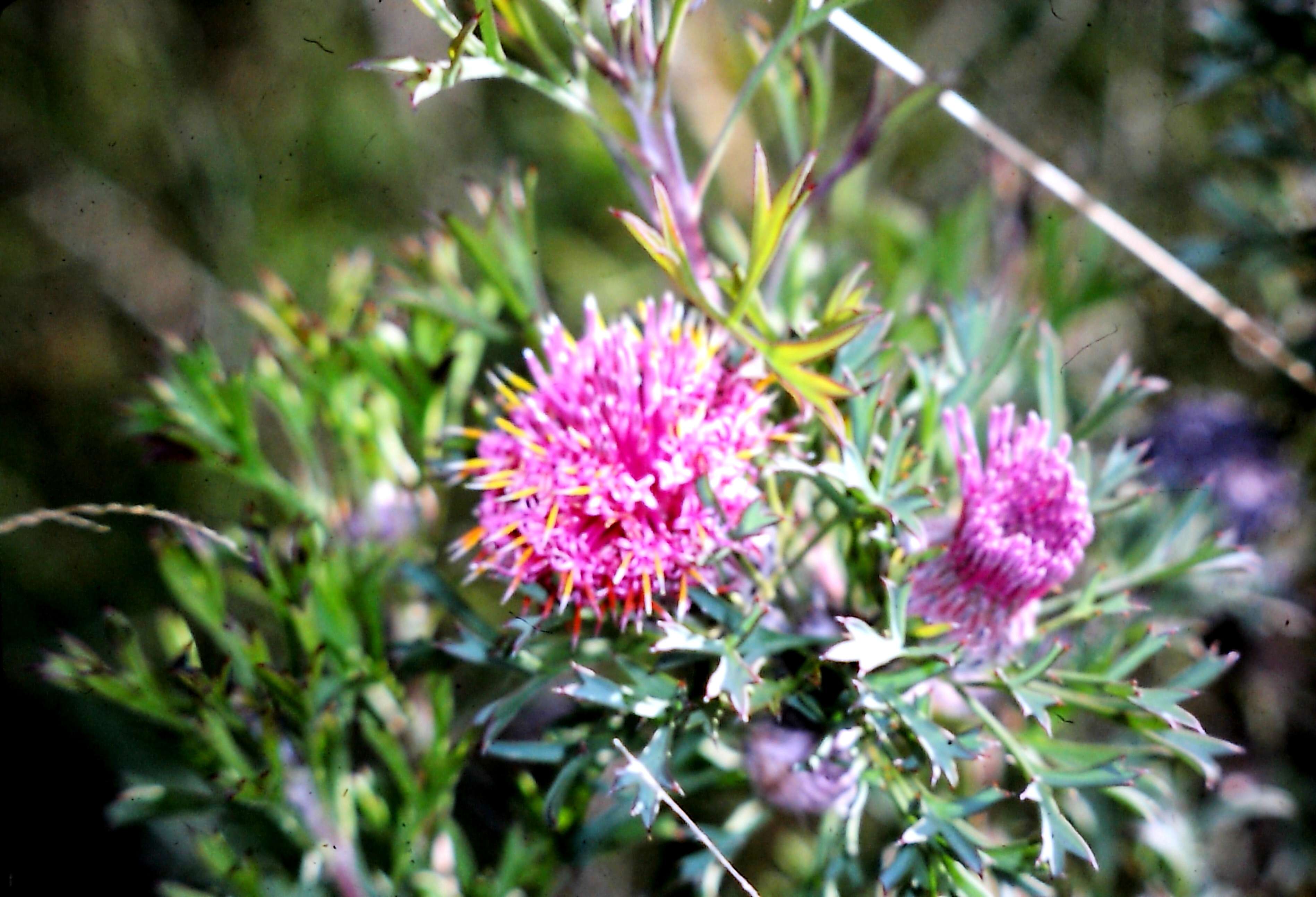 Image of cone flower