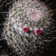 Image of Mammillaria geminispina Haw.