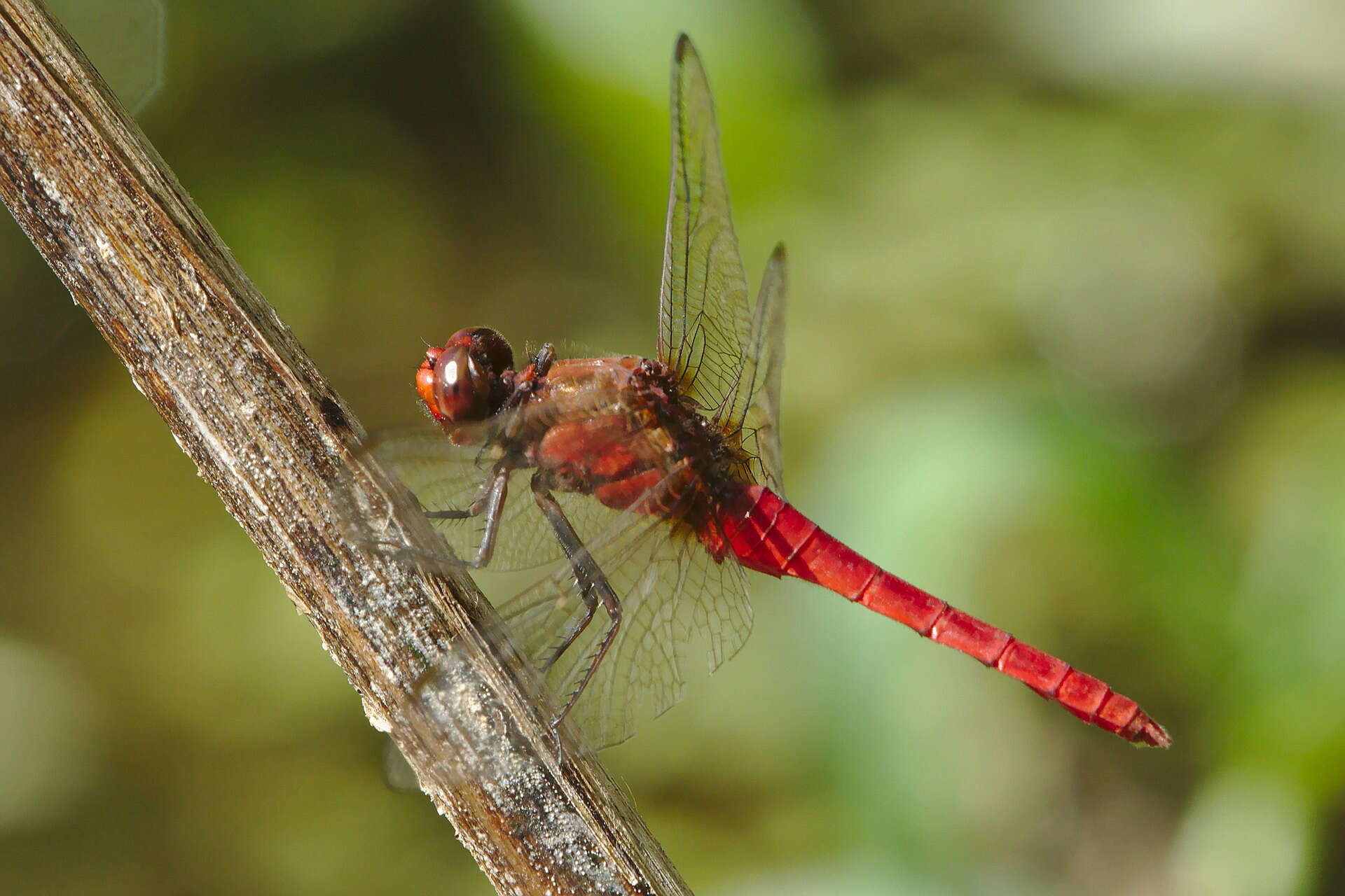 Слика од Rhodothemis lieftincki Fraser 1954