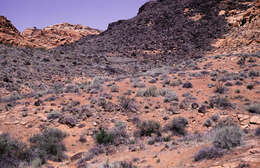 Image of Coachwhip