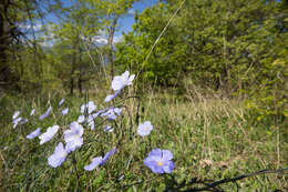 Image of Linum alpinum Jacq.