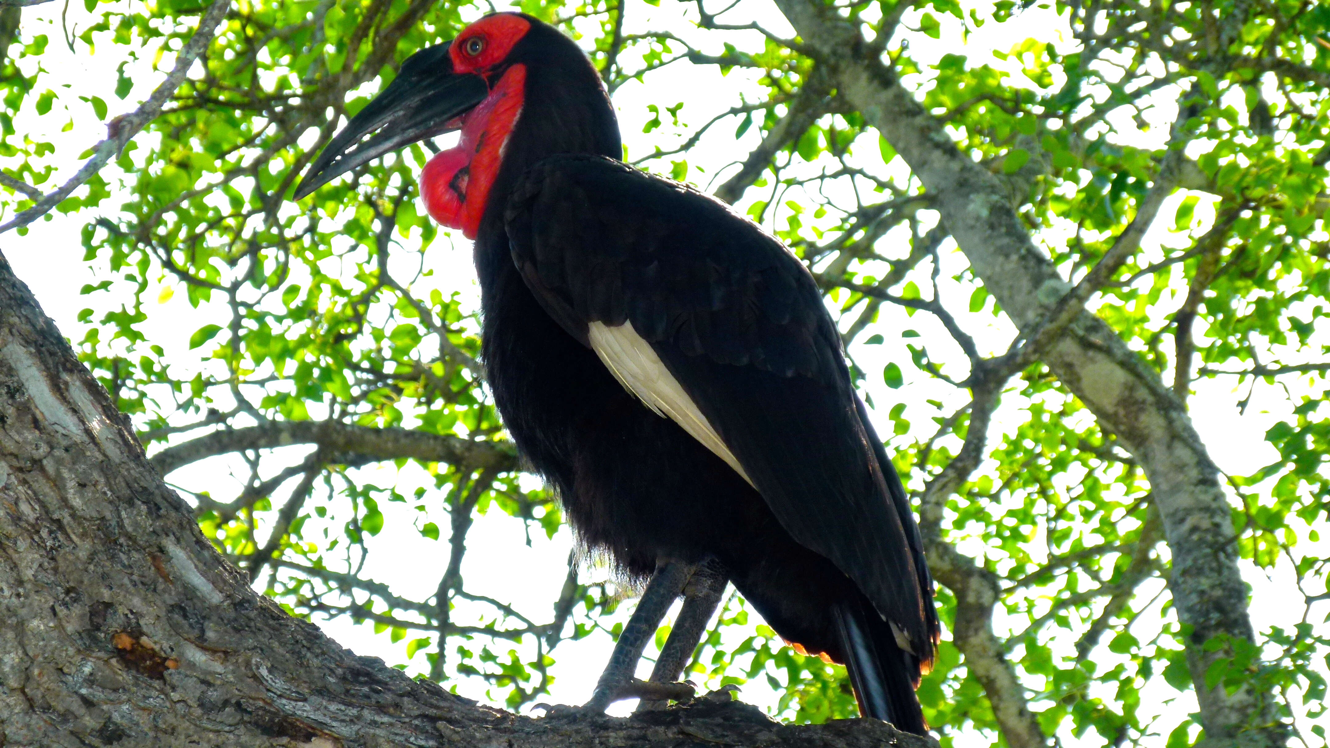 Image of ground-hornbills