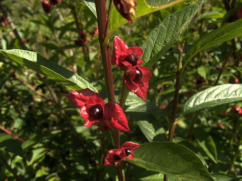 Imagem de Lonicera involucrata (Richards.) Banks ex Spreng.