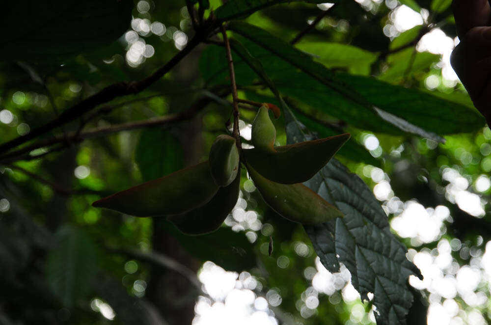 Sterculia hamiltonii (Kuntze) Adelb.的圖片