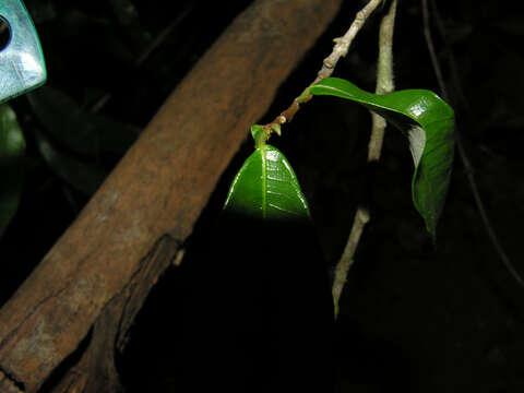 Image of Guiana brosimum