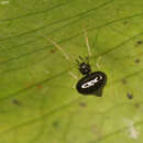 Image of Theridula caudata