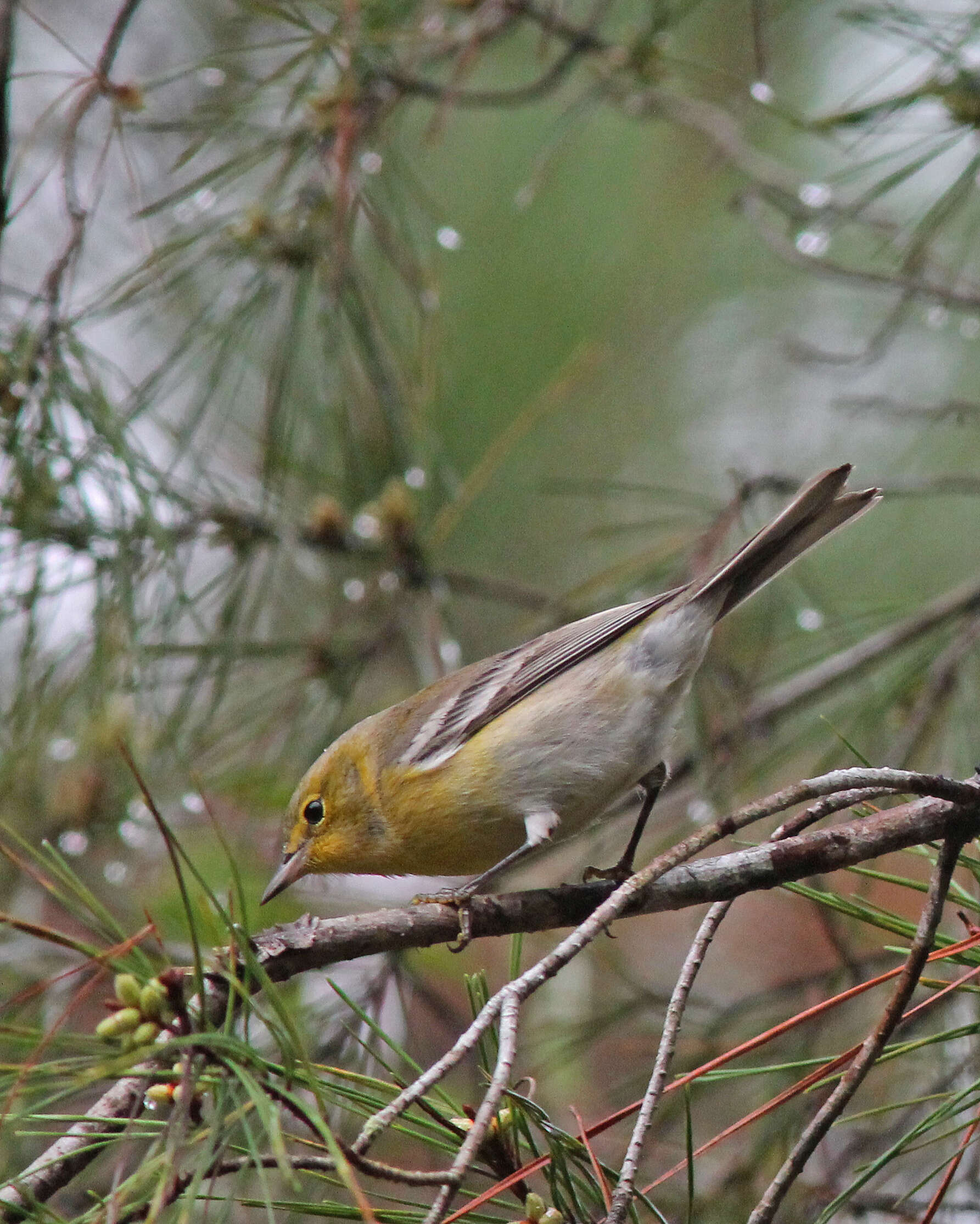 Image de Paruline des pins