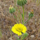 Image of Madia chilensis (Nutt.) Reiche