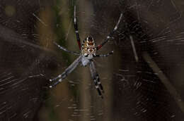 Imagem de Cyrtophora moluccensis (Doleschall 1857)