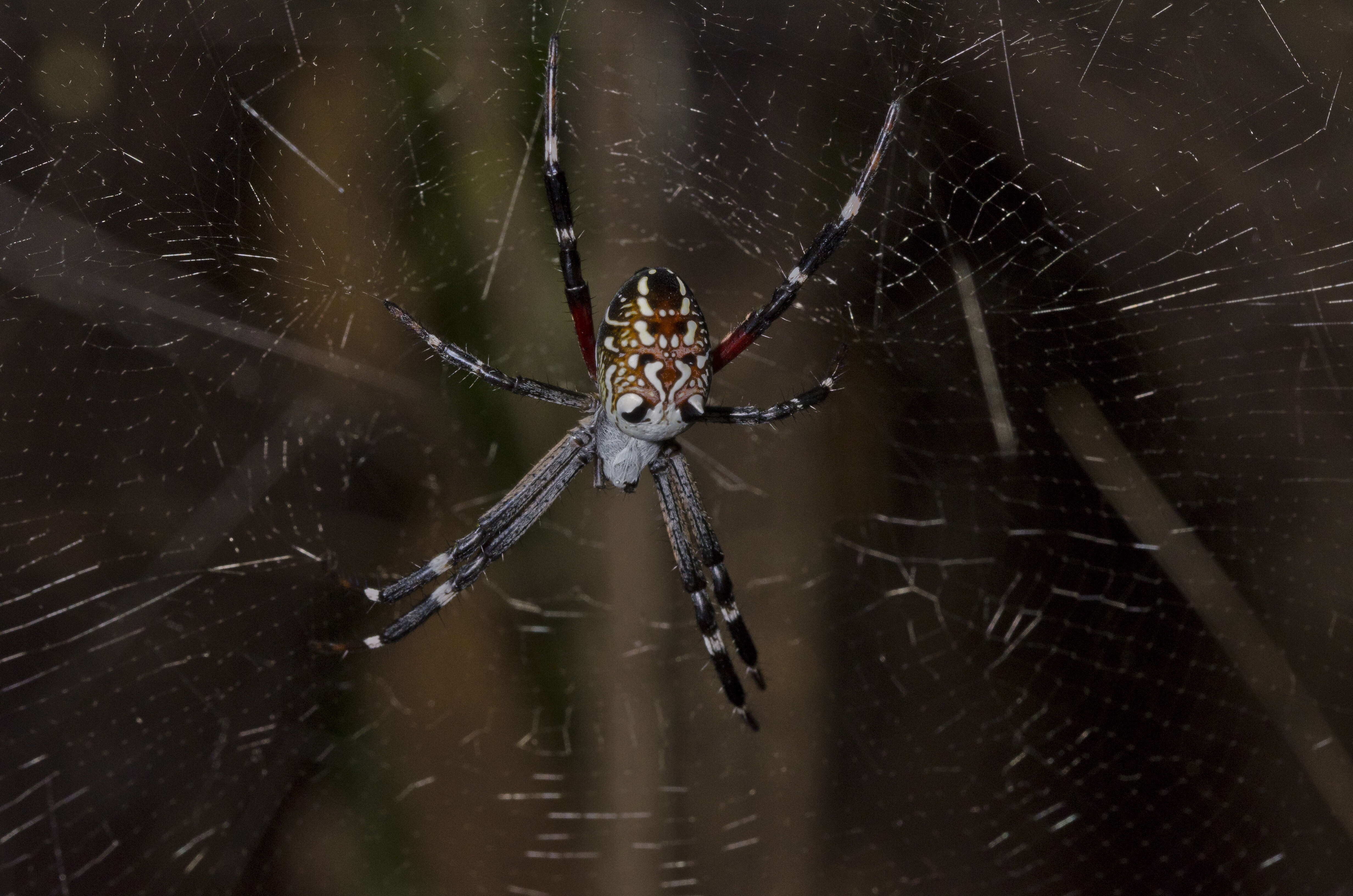 Imagem de Cyrtophora moluccensis (Doleschall 1857)