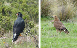 Phalcoboenus d'Orbigny 1834 resmi