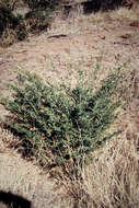 صورة Eremophila latrobei subsp. glabra (L. S. Smith) R. J. Chinnock