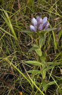 Image de Gentiana andrewsii Griseb.