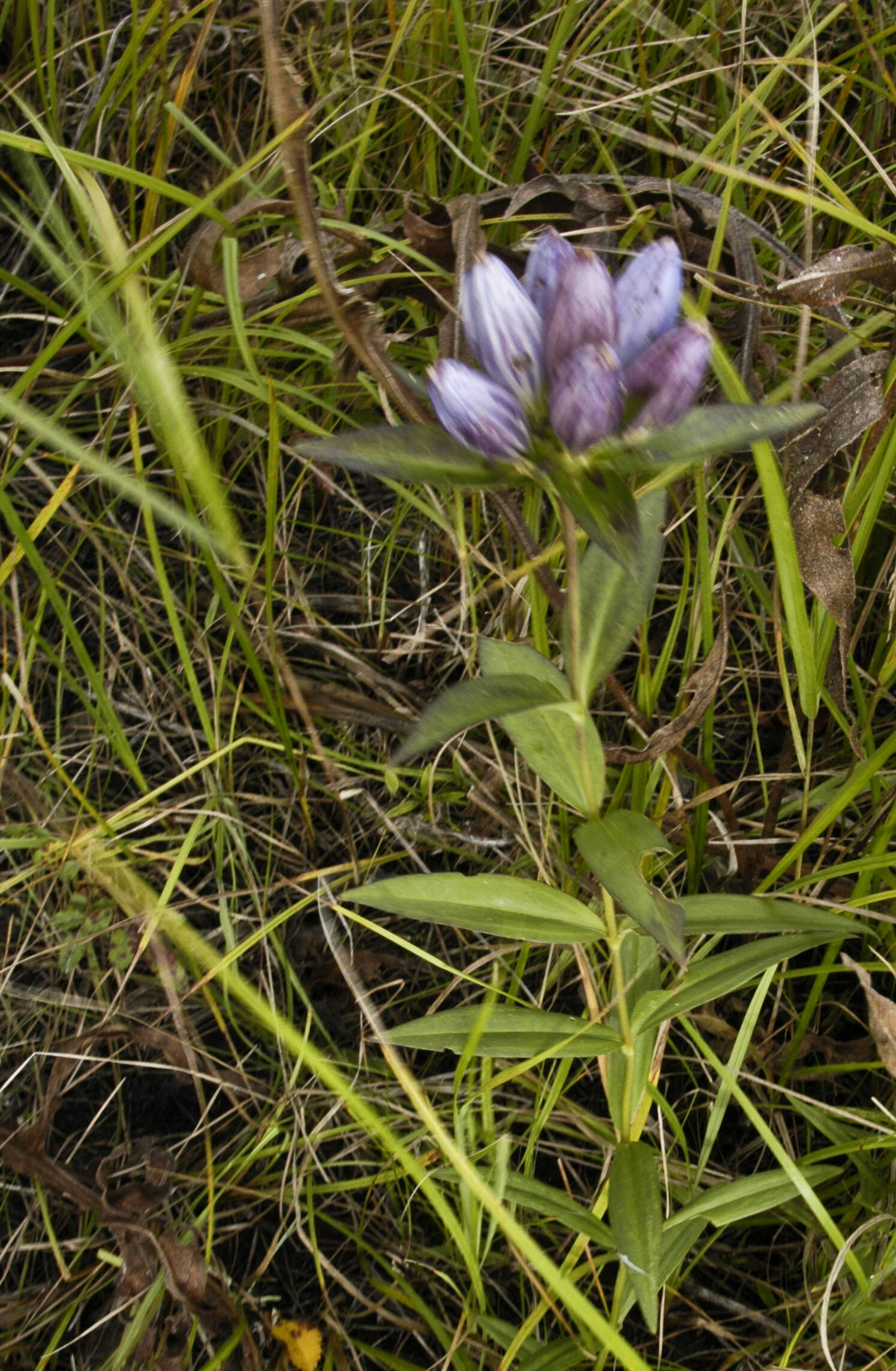 Image of closed bottle gentian