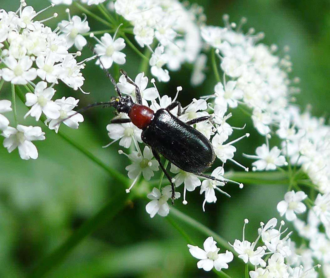 Dinoptera resmi