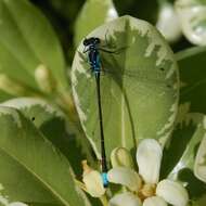 Image of forktail