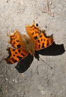 Слика од Polygonia satyrus Edwards