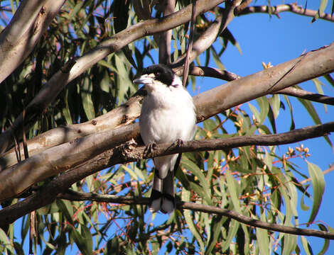 Image of Butcherbird