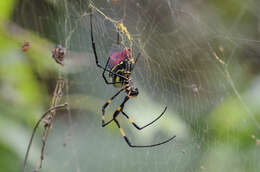 صورة Trichonephila clavata (L. Koch 1878)