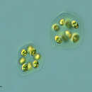 Image of Oocystis Nägeli ex A. Braun 1855