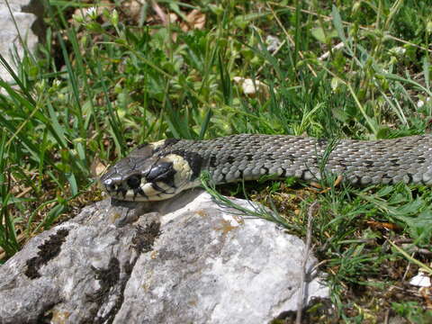 Image of Grass Snake