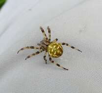 Image of Araneus