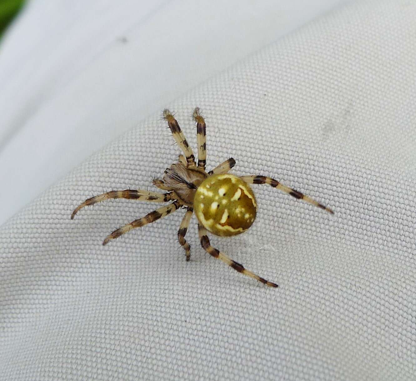 Sivun Araneus kuva