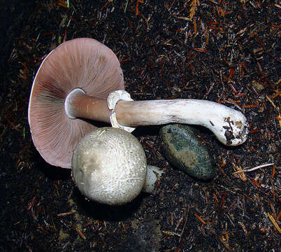 Image of Agaricus hondensis Murrill 1912