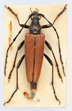 Image of Stictoleptura palmi (Demelt 1972)