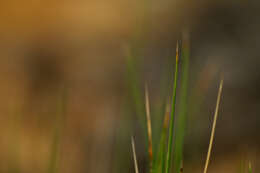 Image of Australian Spinifex