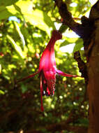 Image of New Zealand fuchsia