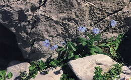 Image of Alpine forget-me-not