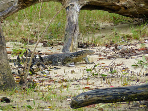 Image of Varanus salvator macromaculatus Deraniyagala 1944