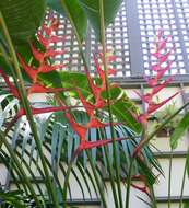 Plancia ëd Heliconia latispatha Benth.