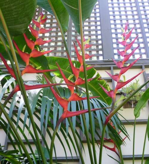 Plancia ëd Heliconia latispatha Benth.