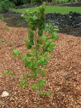 Image of Hawaii Roughbush