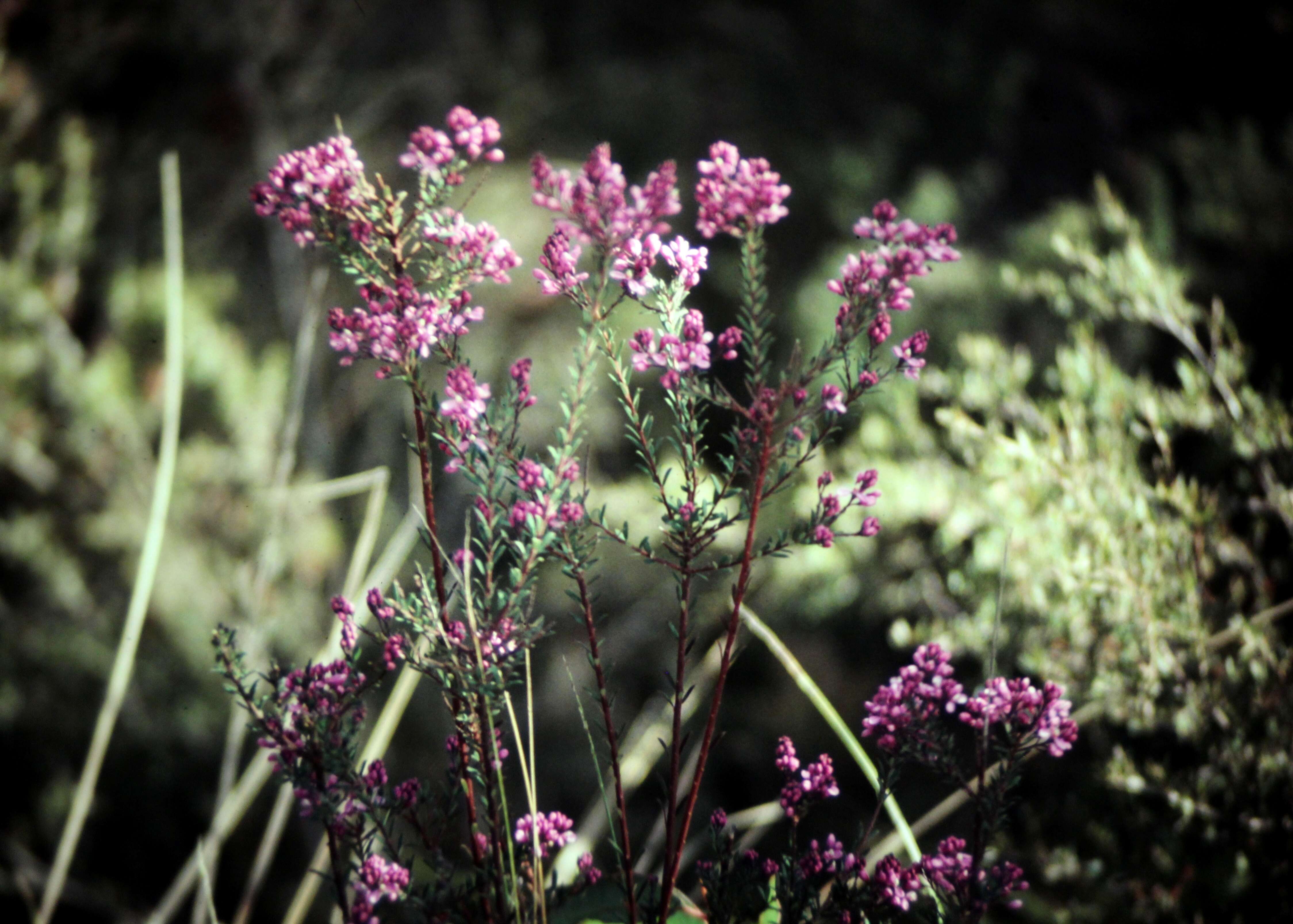 Image of milkwort