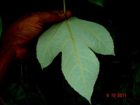 Ficus grossularioides Burm. fil.的圖片