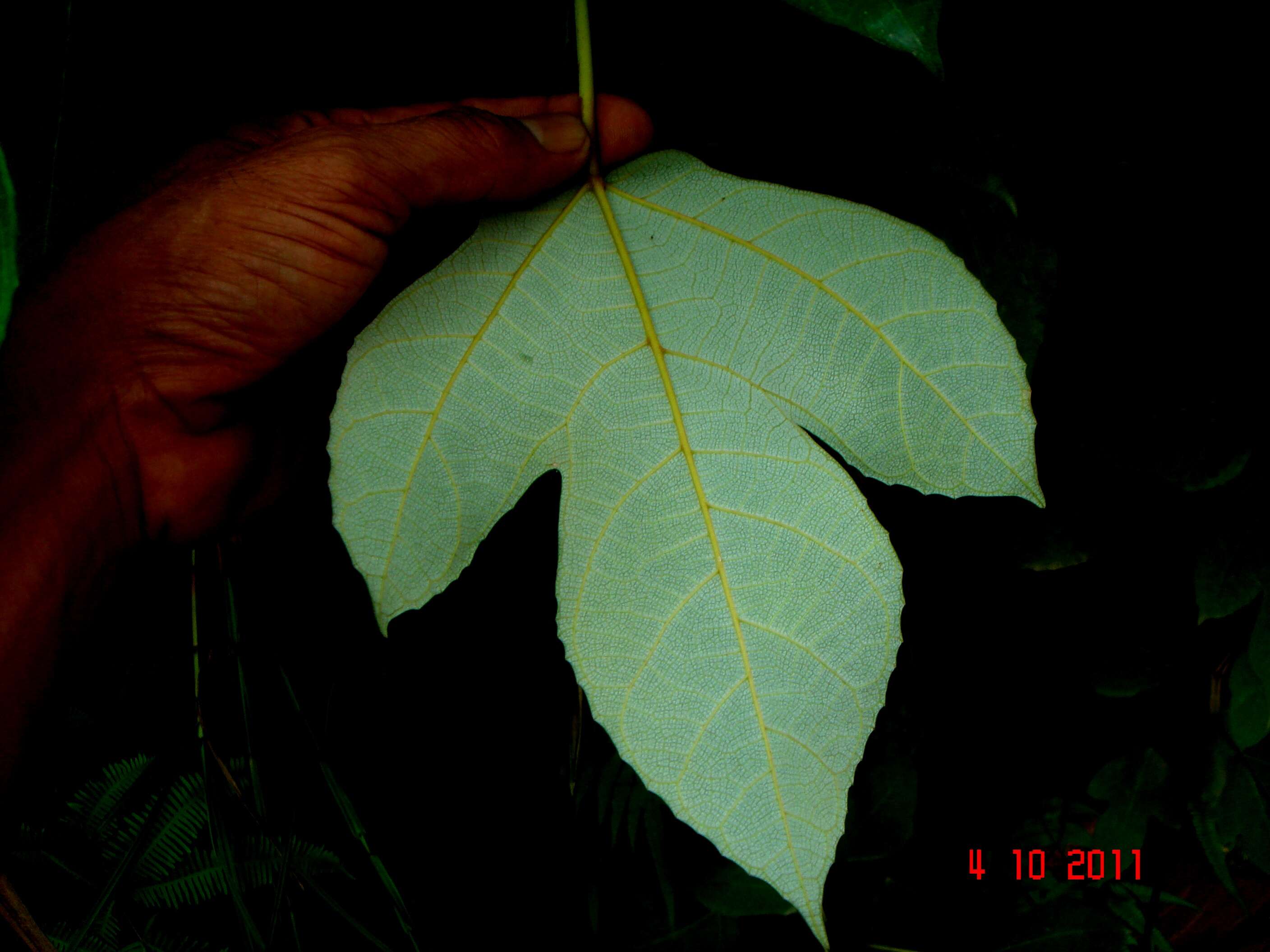 Image of Ficus grossularioides Burm. fil.
